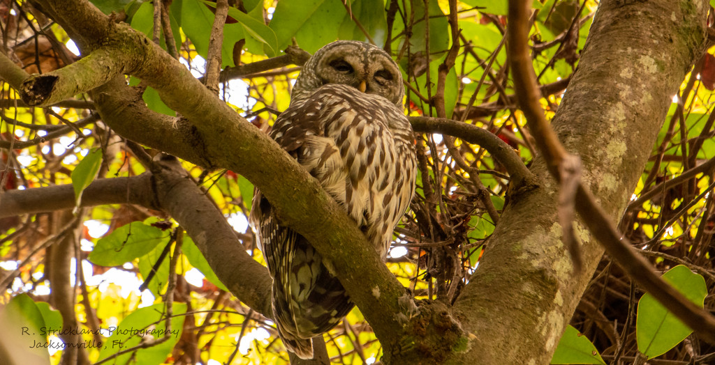 Barred Owl Snoozing Away! by rickster549