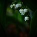 Lily of the valley by maureenpp