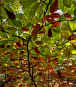 17th Oct 2020 - Tree leaves 