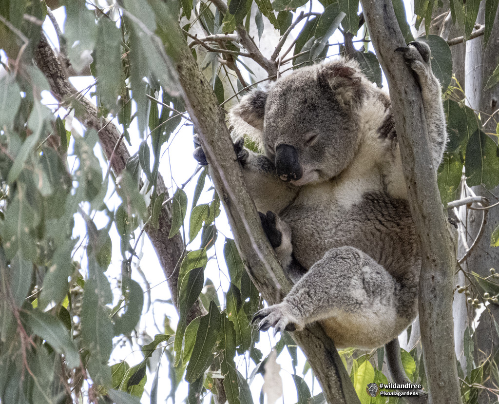 weekend naps by koalagardens