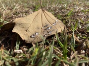 7th Sep 2020 - Water Drops