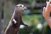 2nd Oct 2020 - Otterly Besotted 