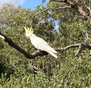 6th Oct 2020 - Sulphur Crested