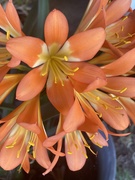 9th Oct 2020 - Blooming Orange