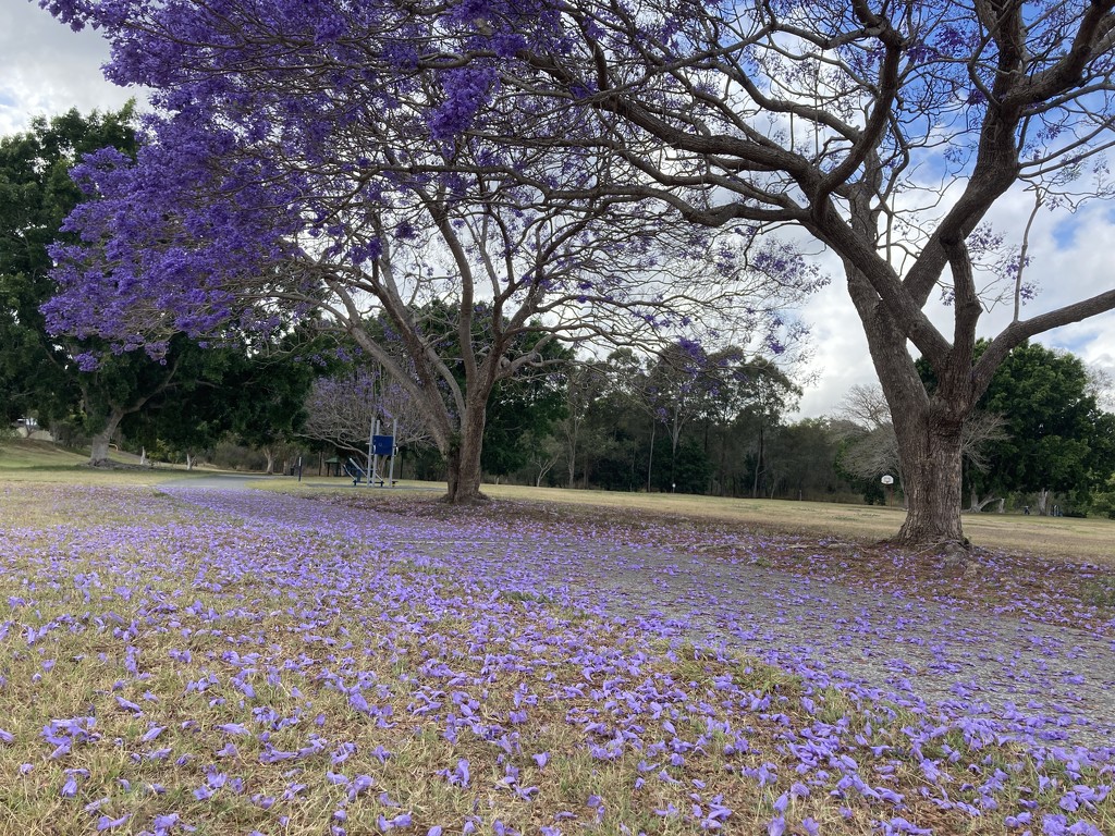 Purple Carpet by alisonjyoung