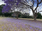 14th Oct 2020 - Purple Carpet