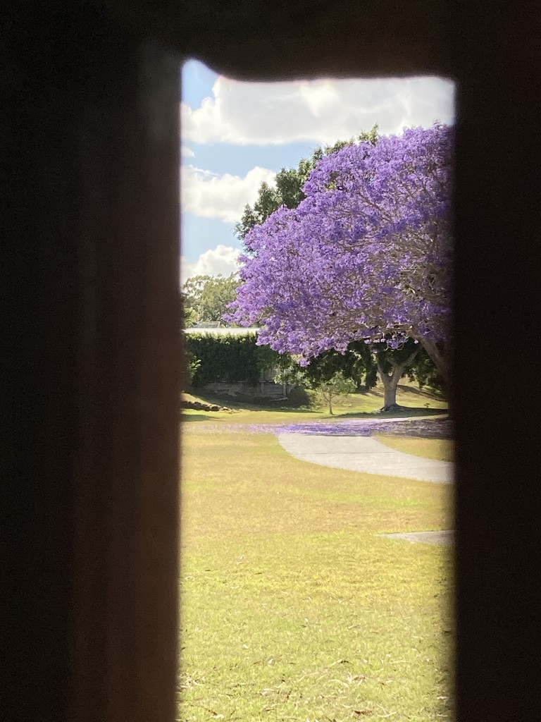 Time of the Jacaranda by alisonjyoung