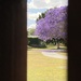 Time of the Jacaranda by alisonjyoung