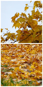 19th Oct 2020 - Autumn beauty above and below