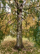 19th Oct 2020 - Silver Birch