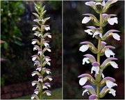 20th Oct 2020 - Acanthus mollis - oyster plant ~  