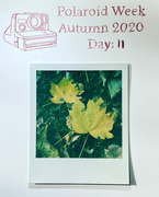 19th Oct 2020 - Leaves