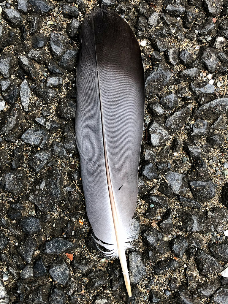 2020-10-19 Skye Feather by cityhillsandsea