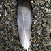 2020-10-19 Skye Feather by cityhillsandsea
