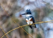 19th Oct 2020 - Belted Kingfisher - female 