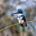 Belted Kingfisher - female  by photographycrazy