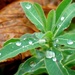 Raindrops by fishers