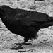 Crow by tonygig