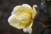 18th Oct 2020 - Raindrop Rose