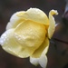 Raindrop Rose by sandlily
