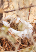 18th Oct 2020 - snowy nest
