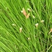 Grass by cataylor41
