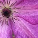 Clematis Flower by cataylor41