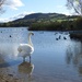 Swan at Llangorse  by susiemc