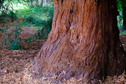 15th Oct 2020 - Giant Sequoia