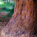Giant Sequoia by 365nick