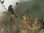 19th Oct 2020 - Song sparrow looks out on the autumn prairie 