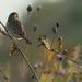 Song sparrow looks out on the autumn prairie  by rminer
