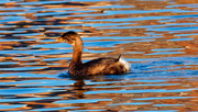 19th Oct 2020 - Pied-billed grebe