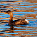 Pied-billed grebe by rminer