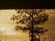 19th Oct 2020 - tree and reflected sun