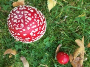 19th Oct 2020 - Fly Agaric toadstools