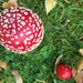 Fly Agaric toadstools by snowy