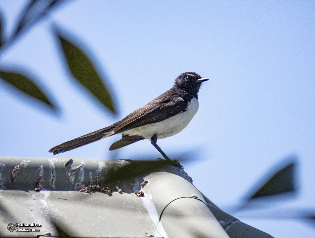 Willie Wagtail by koalagardens