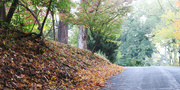 18th Oct 2020 - The Road and the Leaves