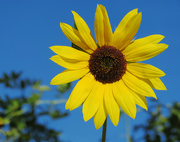 16th Oct 2020 - Another Sunflower