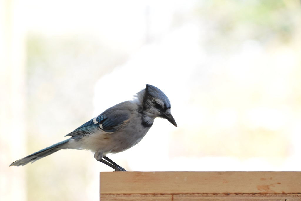 Pensive Blue Jay by bjywamer