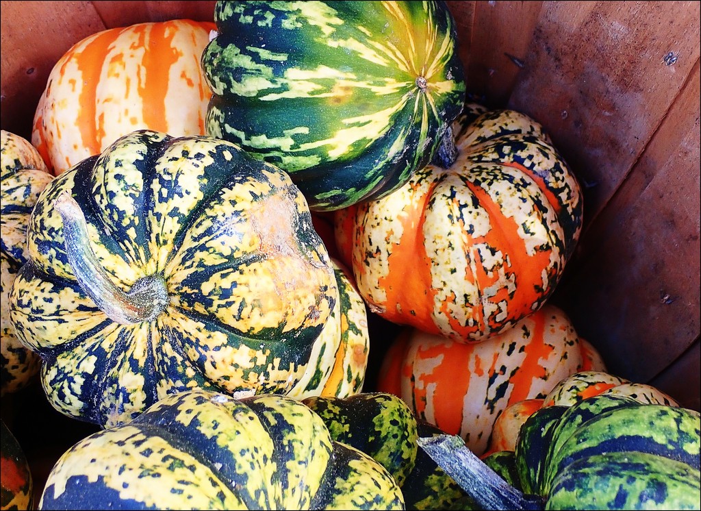 Fall Colors at the Farmer's Market by olivetreeann