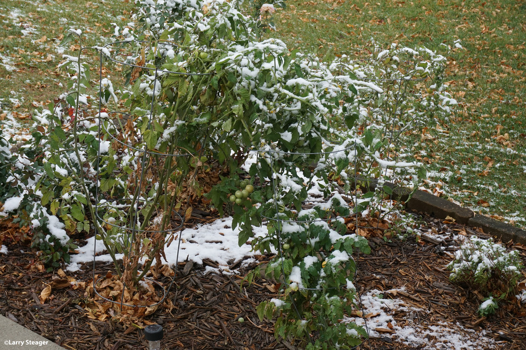 Snow and tomato plants by larrysphotos