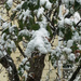 Oct snow on the crableapple by larrysphotos