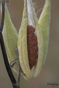 19th Oct 2020 - Pods and seeds