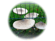20th Oct 2020 - toadstools 