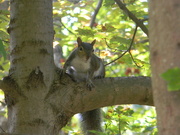 19th Oct 2020 - Squirrel in Tree 