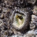  Creepy    Rock sea creature by theredcamera