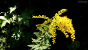 20th Oct 2020 - Painted goldenrod...