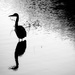 heron silhouette by northy